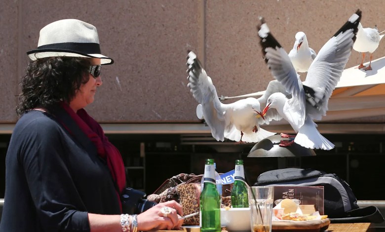 Food-snatching seagulls are more likely to leave you alone if you shout at them, researchers say Food-snatching seagulls are more likely to leave you alone if you shout at them, researchers say