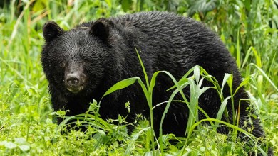 2 Sets of Human Remains Found in Suspected Bear Attacks 2 Sets of Human Remains Found in Suspected Bear Attacks