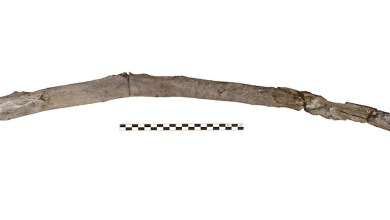 Scientists recover the oldest wooden tools from a site in Greece Scientists recover the oldest wooden tools from a site in Greece