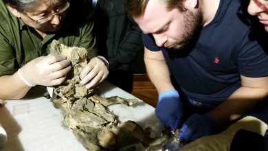 In the stomach of a mummified wolf pup, scientists find DNA from a woolly rhinoceros In the stomach of a mummified wolf pup, scientists find DNA from a woolly rhinoceros