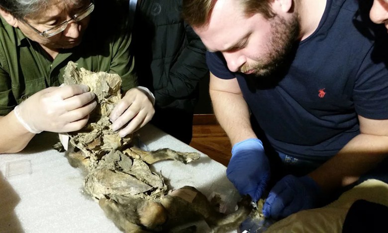 In the stomach of a mummified wolf pup, scientists find DNA from a woolly rhinoceros In the stomach of a mummified wolf pup, scientists find DNA from a woolly rhinoceros
