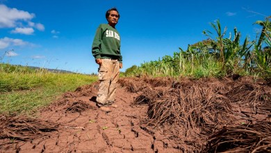 Hawaii’s worst flooding in 20 years leaves farmers struggling and fewer veggies at the market Hawaii’s worst flooding in 20 years leaves farmers struggling and fewer veggies at the market