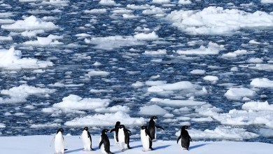 Researchers find Antarctic penguin breeding is heating up sooner, and that’s a problem Researchers find Antarctic penguin breeding is heating up sooner, and that’s a problem