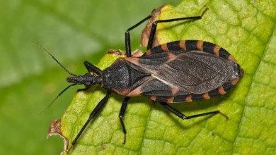 Chagas disease, a deadly infection caused by ‘kissing bugs,’ may have taken root in the U.S., researchers say Chagas disease, a deadly infection caused by ‘kissing bugs,’ may have taken root in the U.S., researchers say