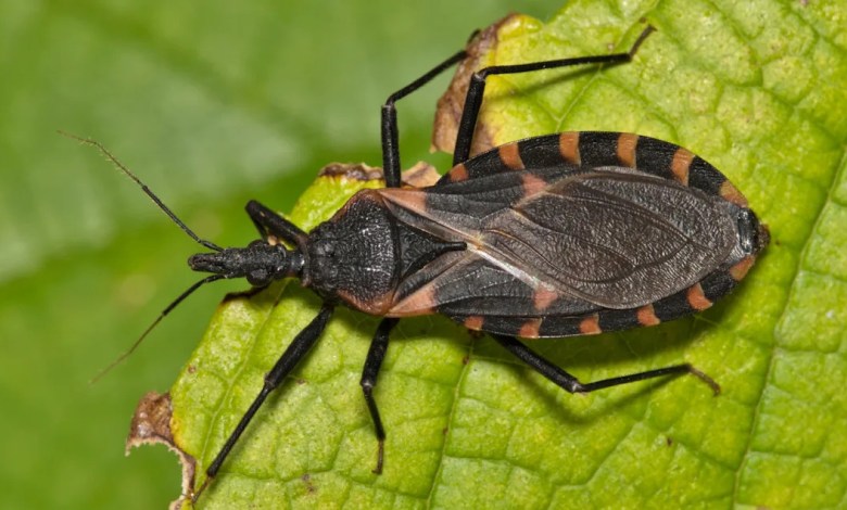 Chagas disease, a deadly infection caused by ‘kissing bugs,’ may have taken root in the U.S., researchers say Chagas disease, a deadly infection caused by ‘kissing bugs,’ may have taken root in the U.S., researchers say