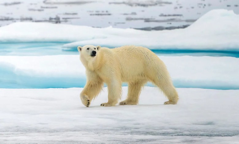 Polar bears are rewiring their own genetics to survive a warming climate Polar bears are rewiring their own genetics to survive a warming climate