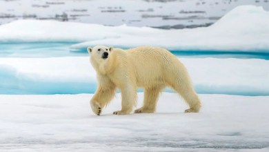 Polar bears are rewiring their own genetics to survive a warming climate Polar bears are rewiring their own genetics to survive a warming climate