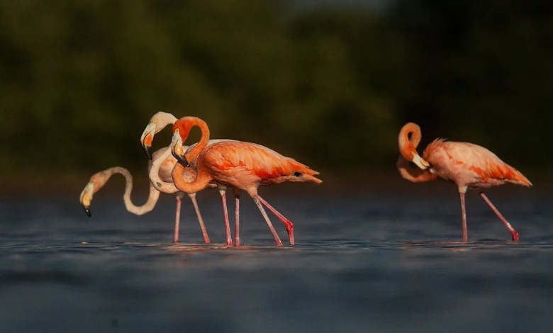 Florida state parks are free over Presidents Day weekend. What to know Florida state parks are free over Presidents Day weekend. What to know