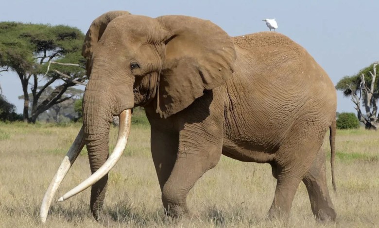 Craig the beer-ambassador elephant dies aged 54 Craig the beer-ambassador elephant dies aged 54