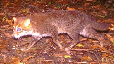 Shocking Photos Reveal Rare Flat-Headed Cat Deemed ‘Possibly Extinct’ Has Returned After 29 Years Shocking Photos Reveal Rare Flat-Headed Cat Deemed ‘Possibly Extinct’ Has Returned After 29 Years