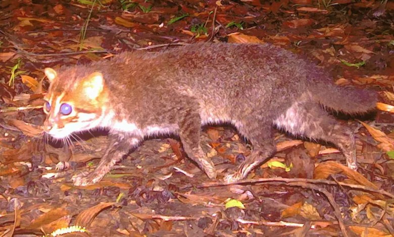 Shocking Photos Reveal Rare Flat-Headed Cat Deemed ‘Possibly Extinct’ Has Returned After 29 Years Shocking Photos Reveal Rare Flat-Headed Cat Deemed ‘Possibly Extinct’ Has Returned After 29 Years