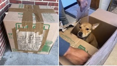 Puppy found sealed in box outside Pennsylvania SPCA now awaits adoption Puppy found sealed in box outside Pennsylvania SPCA now awaits adoption