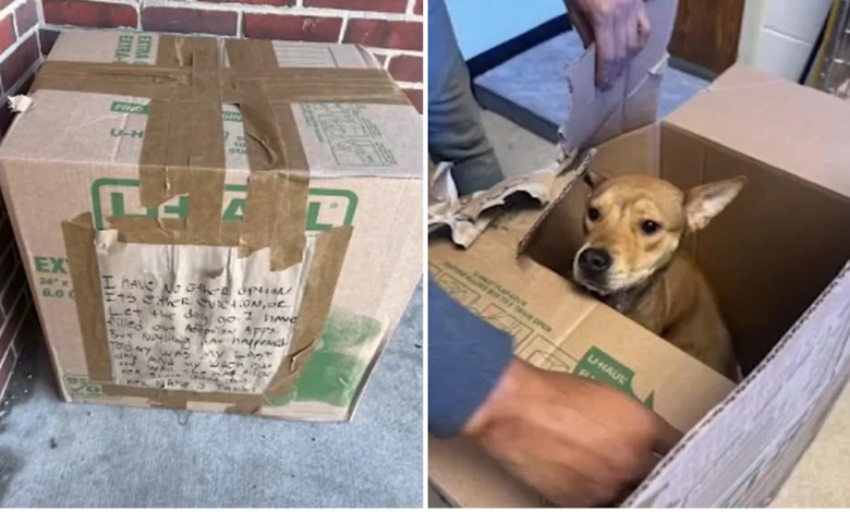 Puppy found sealed in box outside Pennsylvania SPCA now awaits adoption Puppy found sealed in box outside Pennsylvania SPCA now awaits adoption