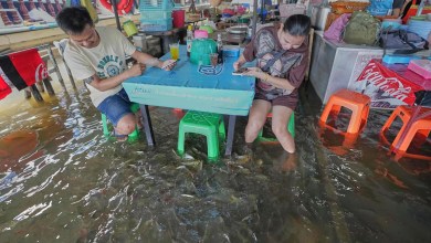 A flooded restaurant in Thailand brings delight with swimming fish among diners A flooded restaurant in Thailand brings delight with swimming fish among diners
