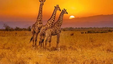 How Scientists Rethought the Classification of Giraffa How Scientists Rethought the Classification of Giraffa