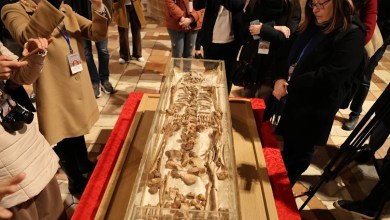 Bones of St Francis of Assisi go on public display in Italy Bones of St Francis of Assisi go on public display in Italy