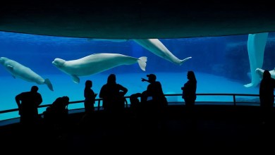 Shuttered Amusement Park Says It Will Have to Euthanize 30 Whales Unless Government Provides Help Shuttered Amusement Park Says It Will Have to Euthanize 30 Whales Unless Government Provides Help