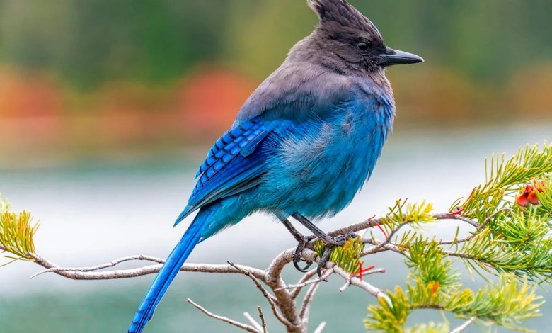 How being an expert birdwatcher may boost cognition How being an expert birdwatcher may boost cognition