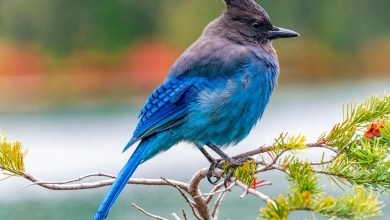 How being an expert birdwatcher may boost cognition How being an expert birdwatcher may boost cognition
