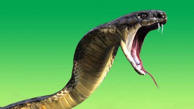 How a Snake That Eats Cobras Redefined the Meaning of ‘King’ How a Snake That Eats Cobras Redefined the Meaning of ‘King’