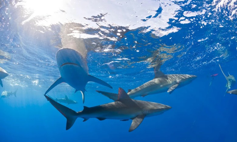 Sharks in Bahamas test positive for caffeine, painkillers, cocaine Sharks in Bahamas test positive for caffeine, painkillers, cocaine