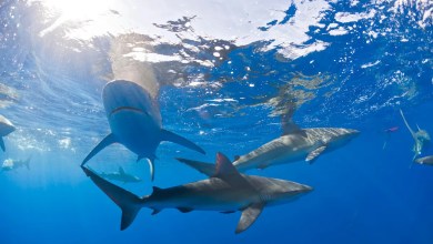 Sharks in Bahamas test positive for caffeine, painkillers, cocaine Sharks in Bahamas test positive for caffeine, painkillers, cocaine