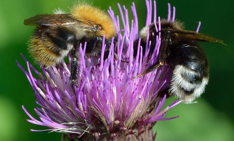 Can we use bees as a model of intelligent alien life to develop interstellar communication? Can we use bees as a model of intelligent alien life to develop interstellar communication?