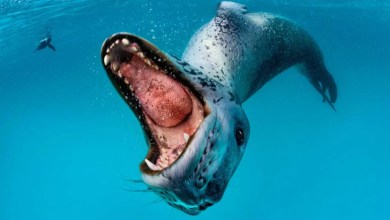 The Ferocious Predator Who Defied Expectations — and Offered Me Dinner The Ferocious Predator Who Defied Expectations — and Offered Me Dinner