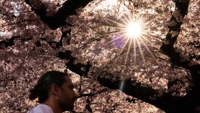 Study says trees counter half the world’s urban heating, but not in the places that need it most Study says trees counter half the world’s urban heating, but not in the places that need it most