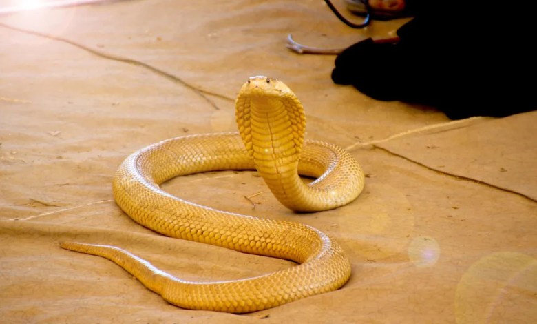One Cobra, Several Squirrels, and a Mongoose Made This a Wild Standoff One Cobra, Several Squirrels, and a Mongoose Made This a Wild Standoff