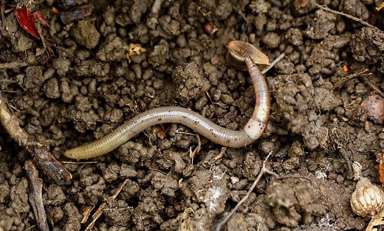 A destructive ‘jumping worm’ is invading Colorado and Western states, officials warn A destructive ‘jumping worm’ is invading Colorado and Western states, officials warn