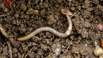 A destructive ‘jumping worm’ is invading Colorado and Western states, officials warn A destructive ‘jumping worm’ is invading Colorado and Western states, officials warn