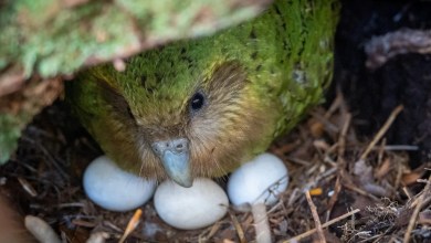 A bumper berry harvest has New Zealand’s weird flightless parrot in a rare mood for romance A bumper berry harvest has New Zealand’s weird flightless parrot in a rare mood for romance