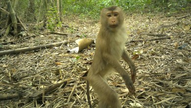 9 rare animals caught on camera in the ‘Amazon of Asia’ 9 rare animals caught on camera in the ‘Amazon of Asia’