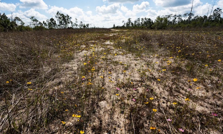 Georgia’s extended drought impacts agriculture, raises wildfire risk Georgia’s extended drought impacts agriculture, raises wildfire risk
