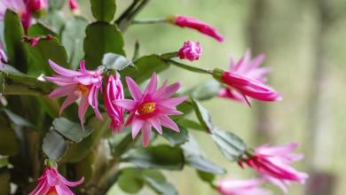 How To Get An Easter Cactus To Bloom On Time How To Get An Easter Cactus To Bloom On Time