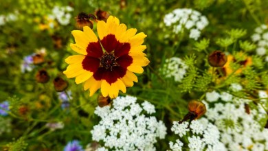12 Native Flowers That Thrive in Dense Clay Soil 12 Native Flowers That Thrive in Dense Clay Soil