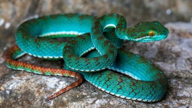Pit viper among new species discovered in cave in Cambodia Pit viper among new species discovered in cave in Cambodia