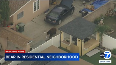 Bear spotted strolling through residential neighborhood in Ventura County Bear spotted strolling through residential neighborhood in Ventura County