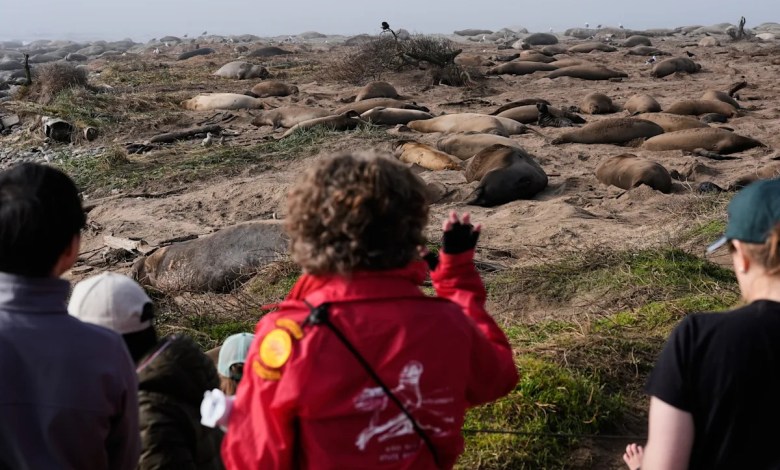 Elephant seals return to Año Nuevo State Park. Visitors watch battling bulls and 75-pound pups Elephant seals return to Año Nuevo State Park. Visitors watch battling bulls and 75-pound pups