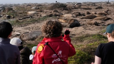 Elephant seals return to Año Nuevo State Park. Visitors watch battling bulls and 75-pound pups Elephant seals return to Año Nuevo State Park. Visitors watch battling bulls and 75-pound pups