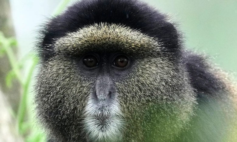 How collecting DNA samples in the wild could transform conservation How collecting DNA samples in the wild could transform conservation