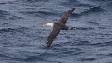 Scientists marvel at a Galapagos seabird that wandered 3,000 miles to California Scientists marvel at a Galapagos seabird that wandered 3,000 miles to California
