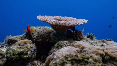 Things to know about the High Seas Treaty as it takes effect Things to know about the High Seas Treaty as it takes effect