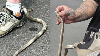 A Woman Thought a Leaf Had Wrapped Around Her Leg During Hike. It Turned Out to be a Deadly Snake Latched Onto Her Sneaker A Woman Thought a Leaf Had Wrapped Around Her Leg During Hike. It Turned Out to be a Deadly Snake Latched Onto Her Sneaker