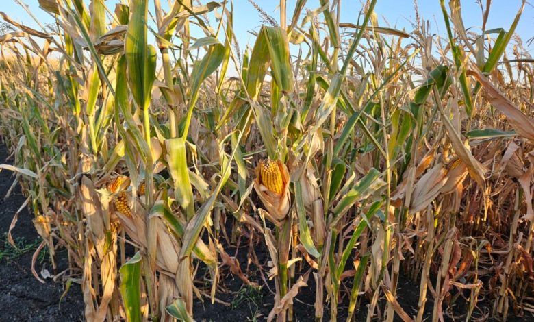 Farmers can apply for federal ag assistance program Farmers can apply for federal ag assistance program