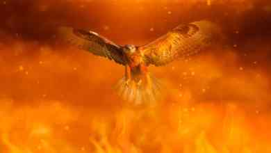 The Secret Fire-Starting Tactics of Australia’s Raptors The Secret Fire-Starting Tactics of Australia’s Raptors