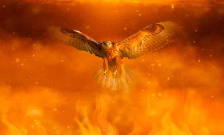 The Secret Fire-Starting Tactics of Australia’s Raptors The Secret Fire-Starting Tactics of Australia’s Raptors