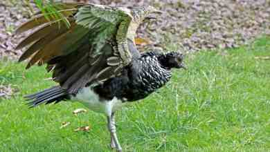 The Birds with Built-in Weapons in Their Wings The Birds with Built-in Weapons in Their Wings