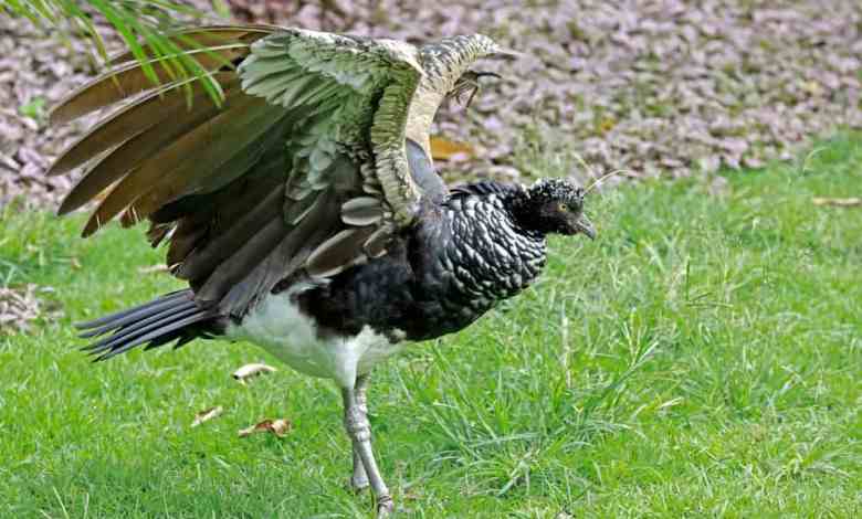 The Birds with Built-in Weapons in Their Wings The Birds with Built-in Weapons in Their Wings